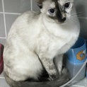 成猫の里親募集！ 