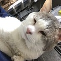 大至急！里親になってくれる方募集！