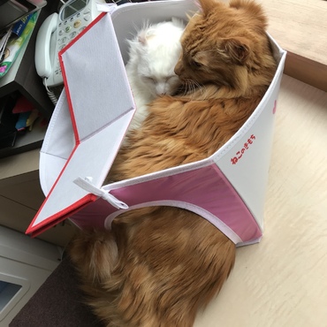 ネコハウス、倒壊⁉︎