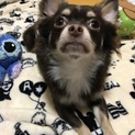 急いでいます