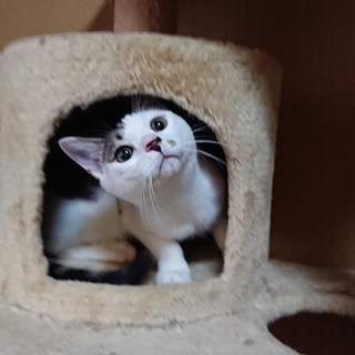 子猫 キジ白 ♂ 人が大好き！