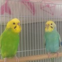セキセイインコ2羽