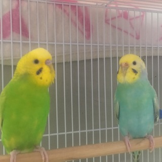 セキセイインコ2羽