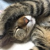 tomoSZK