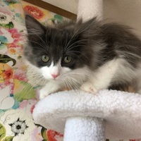 雫桜《しおん》