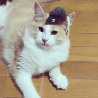 トノ