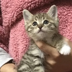 「モカちゃん、里親様決まりました！！」サムネイル3