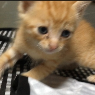 生後一ヶ月。まっすぐシッポの茶トラくん。