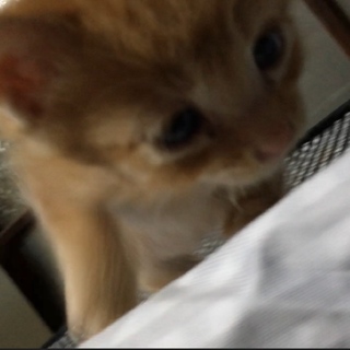 カギシッポの茶トラくん