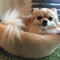 ぽぽ