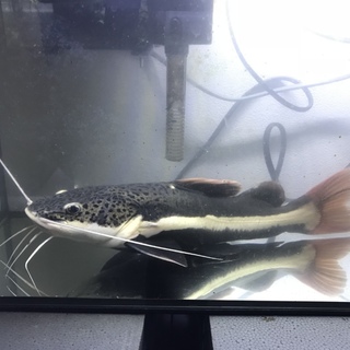 レッドテールキャット