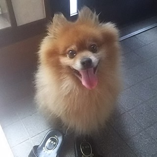 もふもふポメラニアン(ポコ)