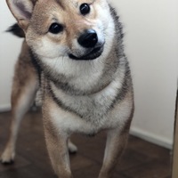 らんま