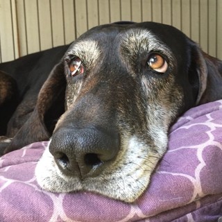 魅力たっぷり‼︎  人も犬も大好きな子です‼︎