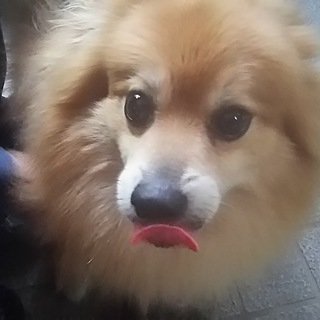 もふもふポメラニアン兄弟(ポンタ)