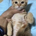 綺麗な茶トラ子猫  生後約３ヶ月