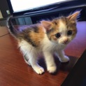 子猫里親募集
