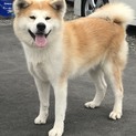 1歳6か月の秋田犬の女の子