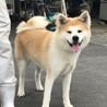 1歳6か月の秋田犬の女の子 サムネイル2