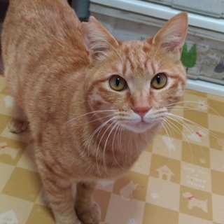 1才なりたて！茶トラの大ちゃん里親様募集中です！