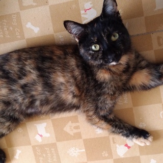 １才なりたて！さびねこのちょこちゃん里親様募集中！