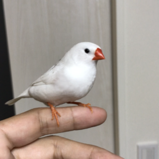 手乗り キンカチョウ