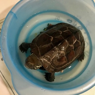 クサガメの里親さんを募集します。