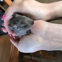 ブルーデグー 里親募集です。