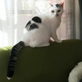 ハート柄のみかん　7歳位　ぽってりの女の子　