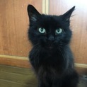 保護猫です