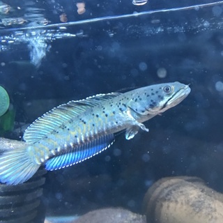 プルクラ、ポリプテルス 計3匹