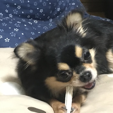歯磨き中