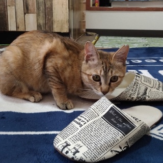 10ヶ月　むぎわらの女の子　チロル　里親様募集中