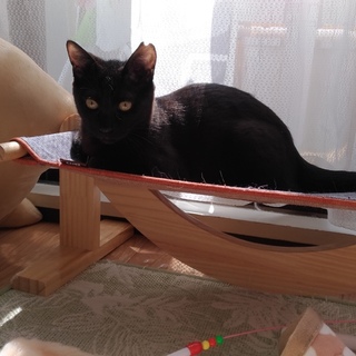 10ヶ月　ツヤツヤ黒猫ガーナ　女の子　里親様募集中