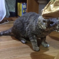 トウ