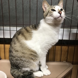 可愛らしい男の子