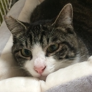 里親様決まりました！ありがとうございました。