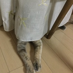 「お久しぶりで、かくれんぼ。」サムネイル1