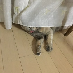 「お久しぶりで、かくれんぼ。」サムネイル2