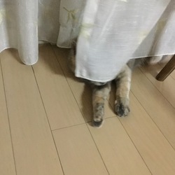 「お久しぶりで、かくれんぼ。」サムネイル3