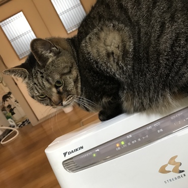 空気清浄機の上がお気に入りです(^.^)