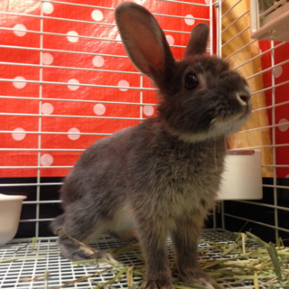 【急募】ネザーランドドワーフ　3か月 