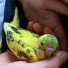 よしまりーな