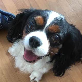 いつもニコニコ、人が大好きなイケワン  マックくん