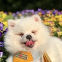 賢く遊び大好き❤︎ちっこい天才ジーニー❤︎
