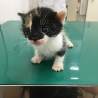 三毛猫☆女の子