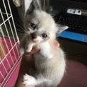 シャム風☆男の子