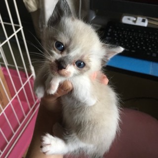シャム風☆男の子
