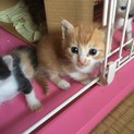 茶トラ☆男の子