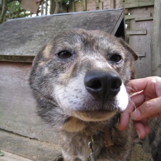 【募集停止】鉾田多頭崩壊70ワン里親募集　あきら♂